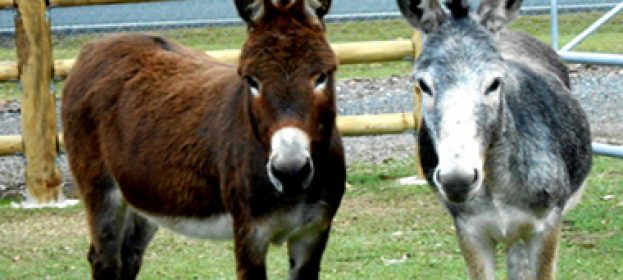 Meet Our Donkeys
