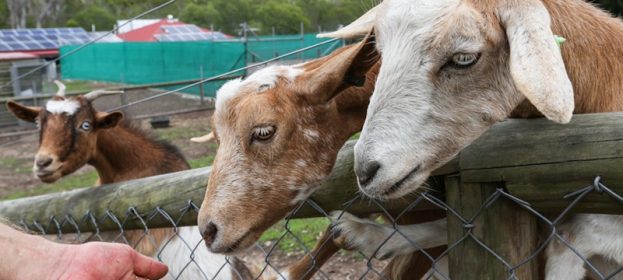 EcoPark Goats