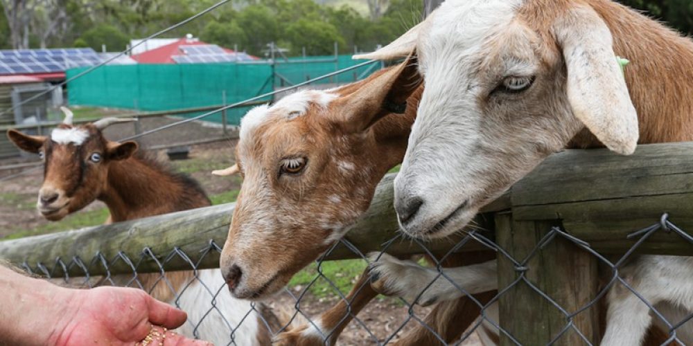 EcoPark Goats