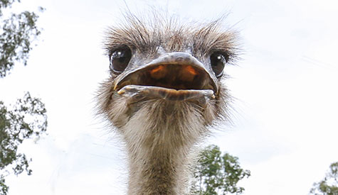 EcoPark Birds & Animal Feeding